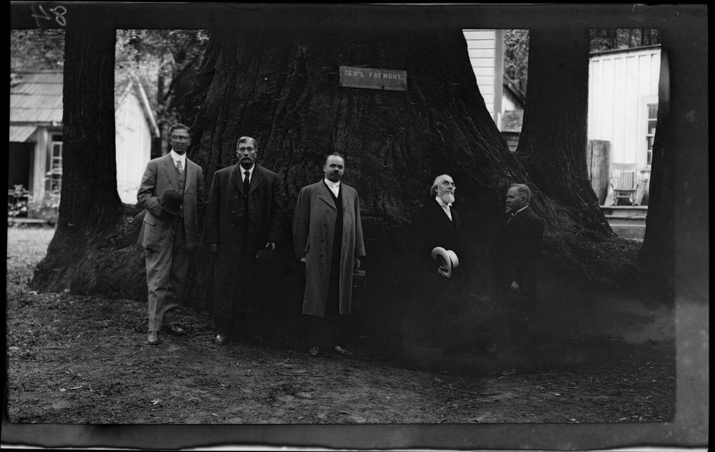 I37 - 1911, June 24 - Santa Cruz, CA, Grove Of Tall Trees 1024x647